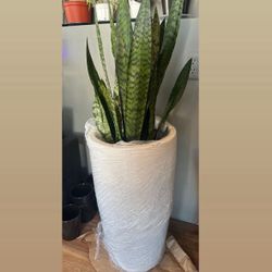 Potted Snake Plant - Over 3ft