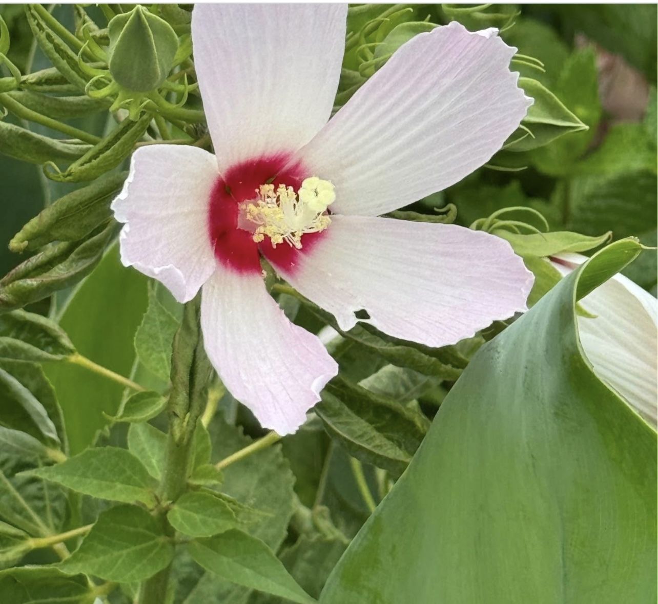 Hardy Hibiscus Plant ( Pls Read Description Below)