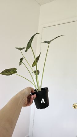 Regal Shield Alocasias