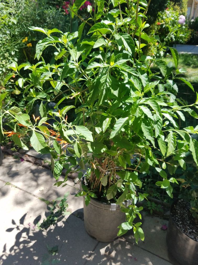 Mexican Honeysuckle/Muicle/planta de Nicle