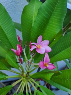 Plumeria Tree