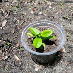 2 Starter Lemon Trees