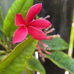 Corte de plumeria