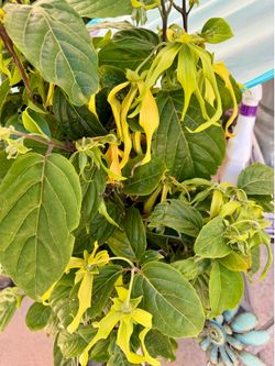 Ylang Ylang 3 ft   VERY FRAGRANT   Tree