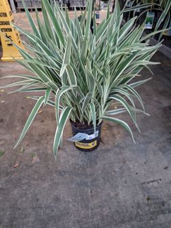 Tengo 15 plantas de esas.