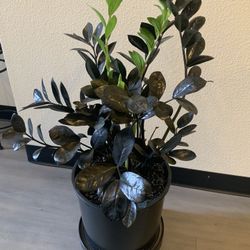 Z Z  Plant.    The Black Queen. 5 Yrs Old.  Flawless. $50