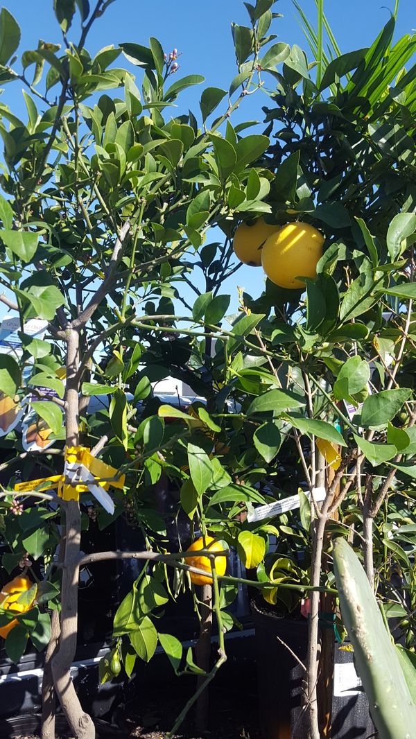 Another picture of the lemon tree