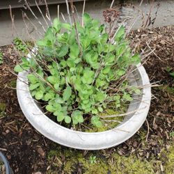 Pink Sedum Joy Plant 