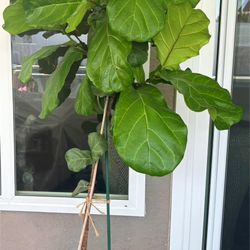 Fiddle Leaf Fig Tree In A Ceramic Pot 