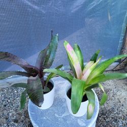 Bromeliad Plant 4" Pot$ 5 Each