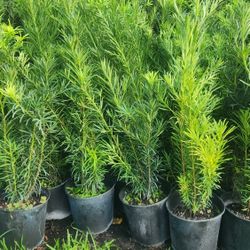 Beautiful Podocarpus Plants For Privacy!!! 3 Feet Tall!! Fertilized 