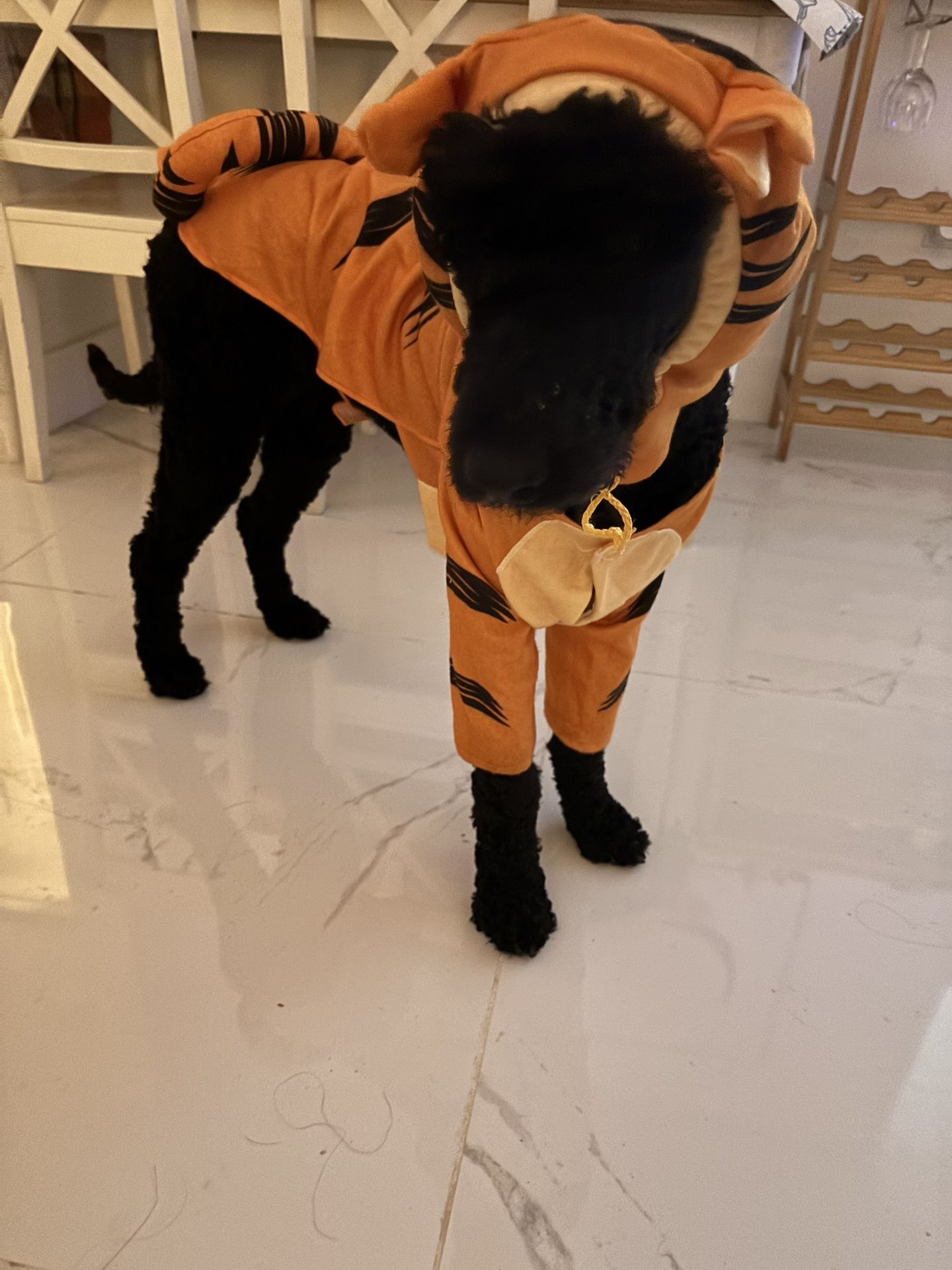 Dog Costume Size Large