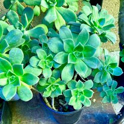 Aeonium Rosettes
