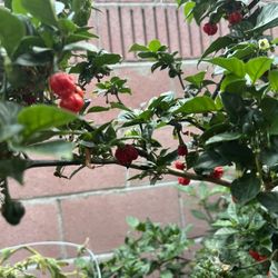 Ghost Pepper Plant