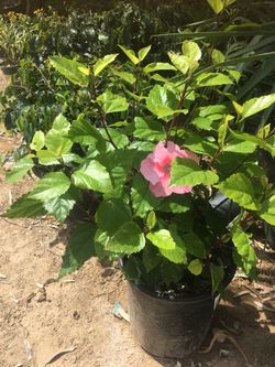 Pink hibiscus