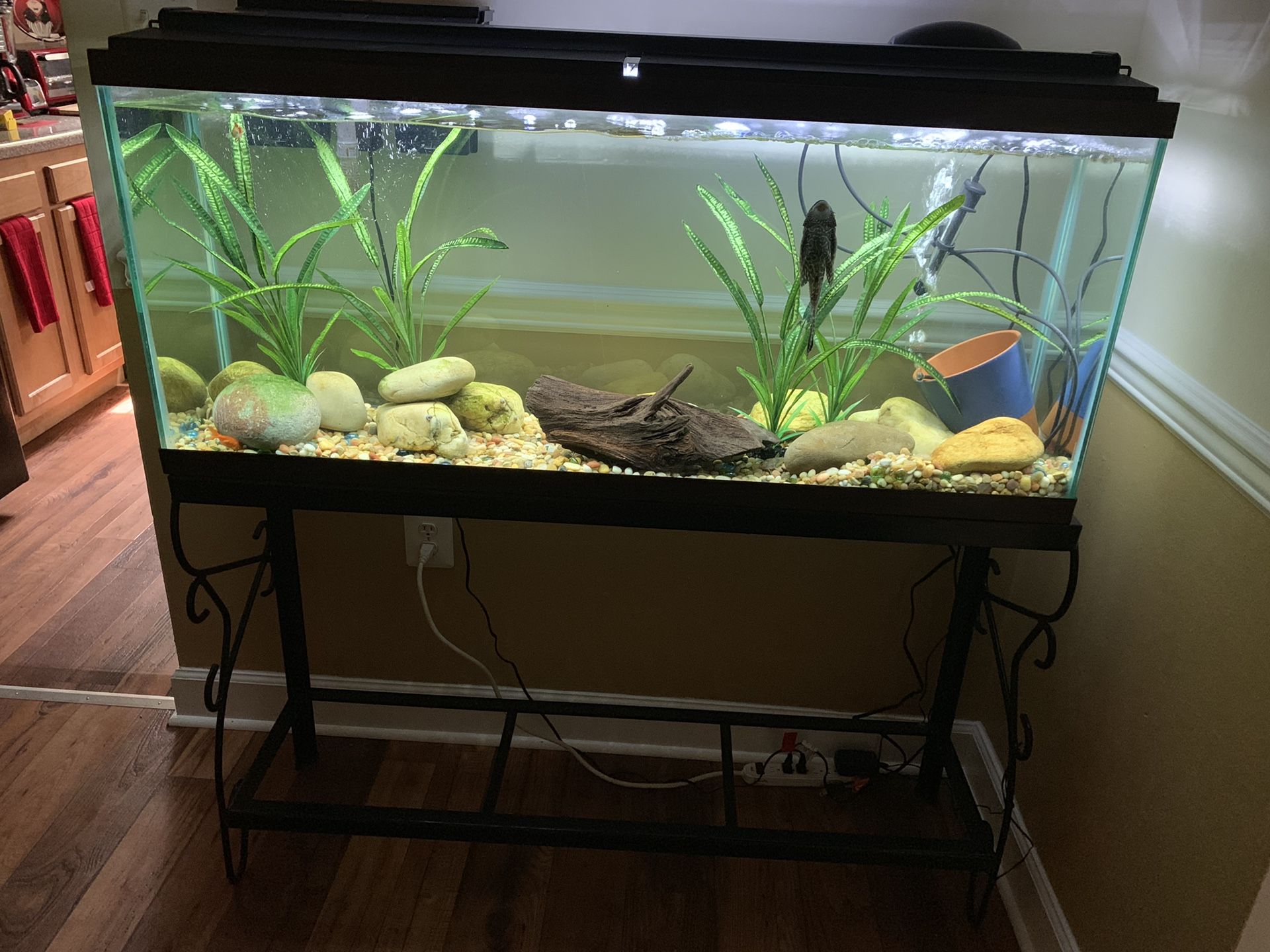 75 gallons fish tank