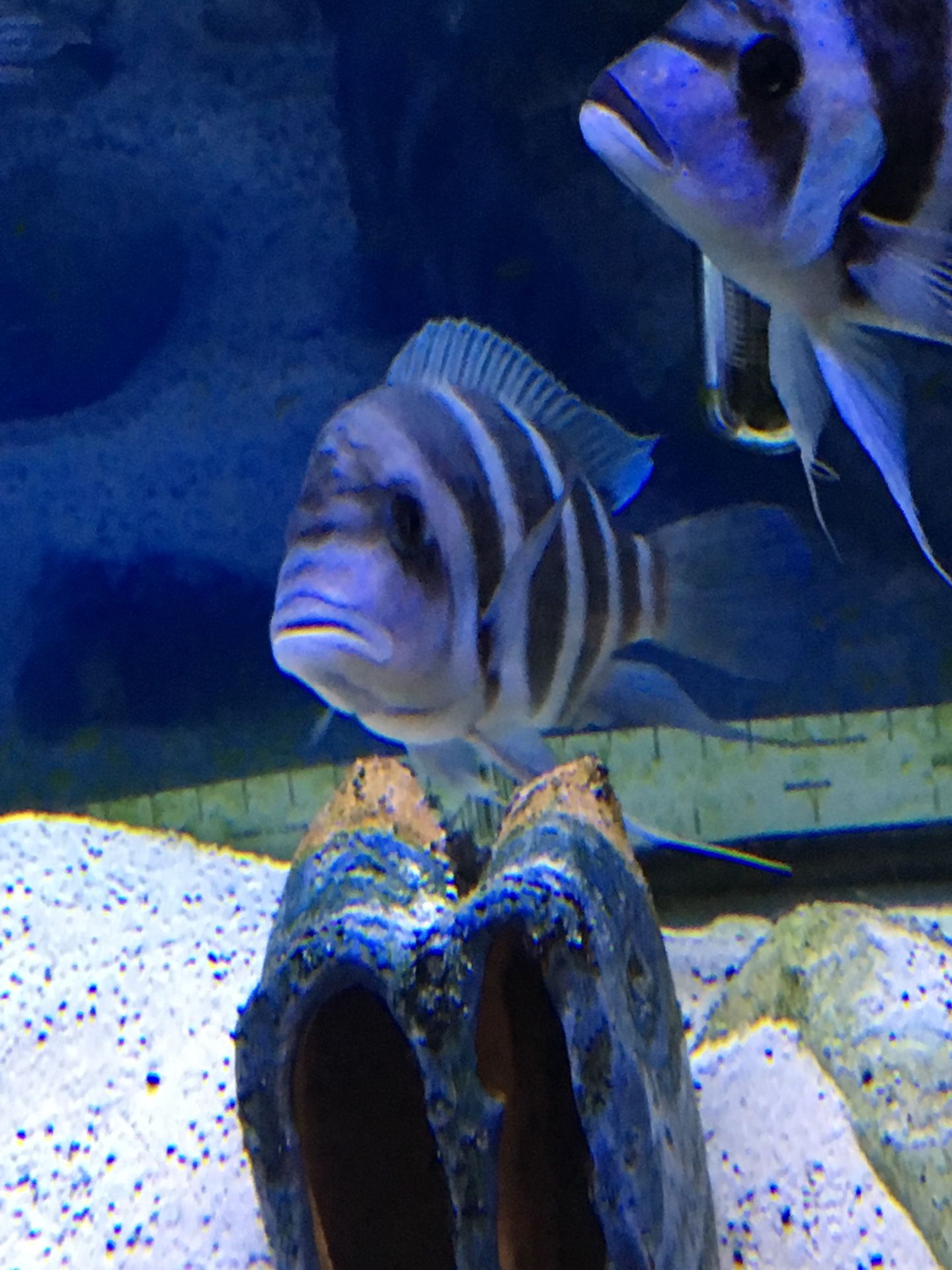 Moba Frontosa