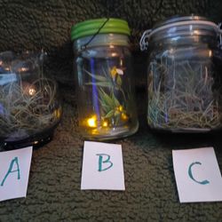 Decorative Glass Desktop Terrarium "CHOSE"...One Of A Kind. 