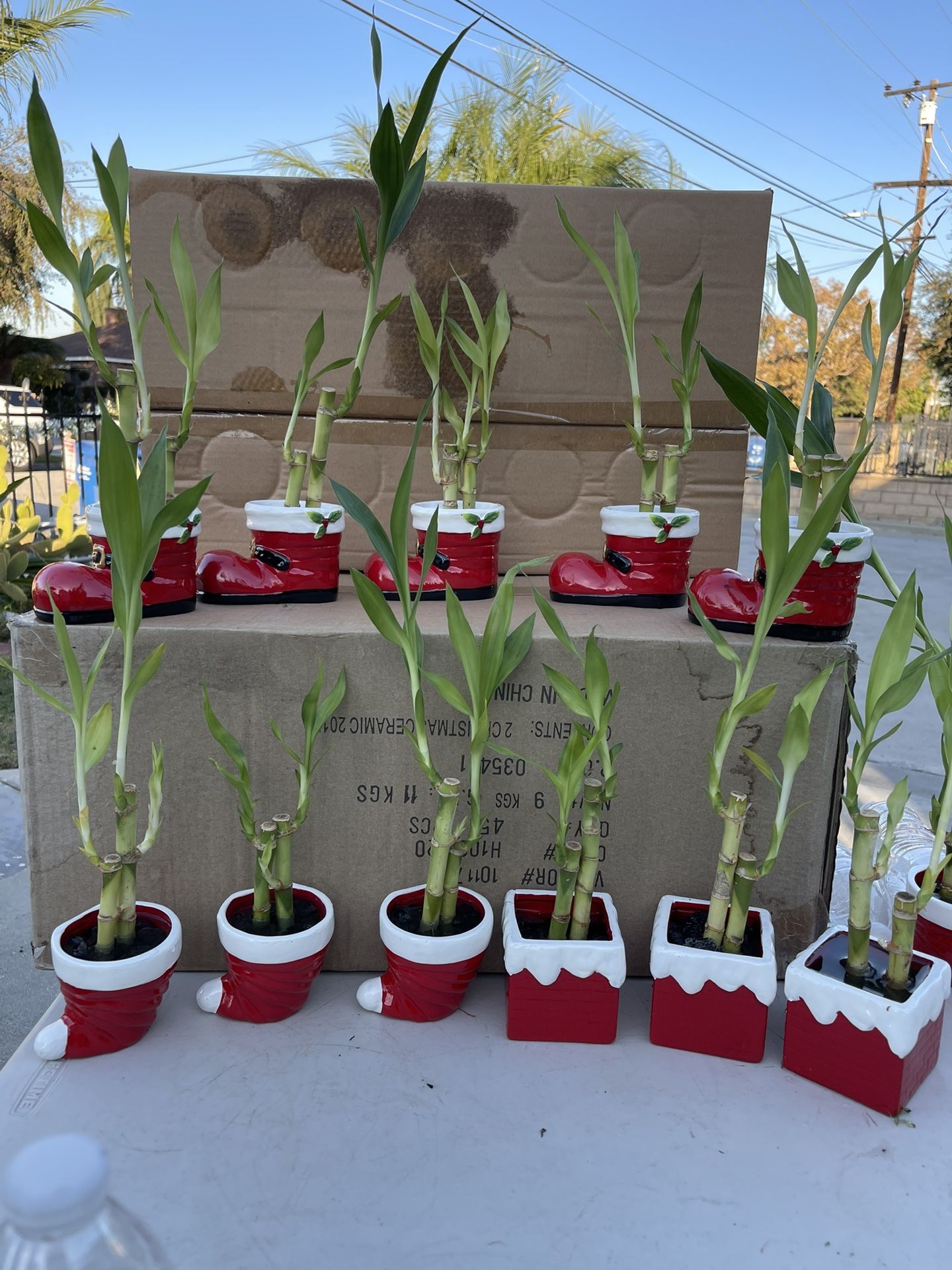 Lucky Bamboo Plants In Christmas Ceramic Vases(11”tall - 16”tall $5 each )