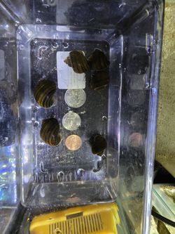 Snails