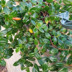 Assorted 4" house plants, priced separately Birdnest fern, Spider plant, Chinese money plant & more