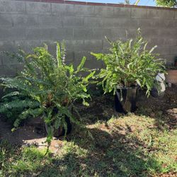 2 huge ferns /2 helechos  super grandes  15 galones