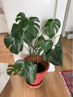 Monstera plants - small medium and large house plants