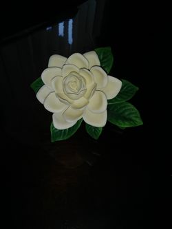 BONITA GARDENIA.
