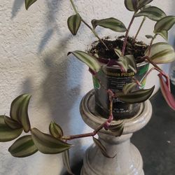 Pretty Tradescantia Zebrina Plant 