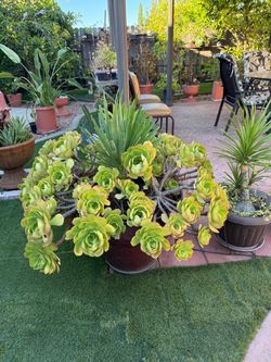Large Aeonium Succulent in Pot