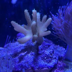 Finger Leather Soft Coral corals