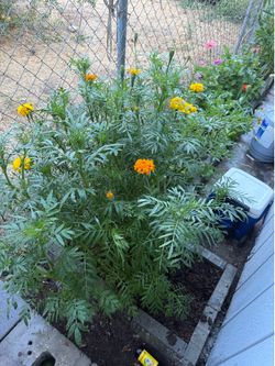 Marigold plants