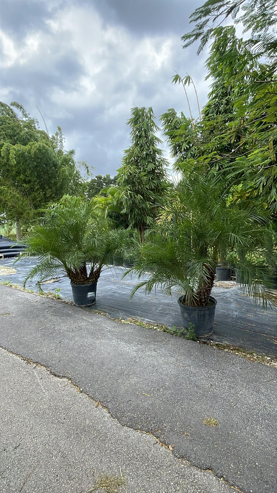 Rubeline Palm - 15gl