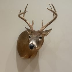 Sneak Buck Taxidermy 