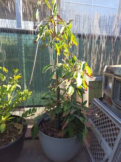Little cado avocado