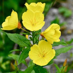 Edible Outdoor Flower - EVENING PRIMROSE 
