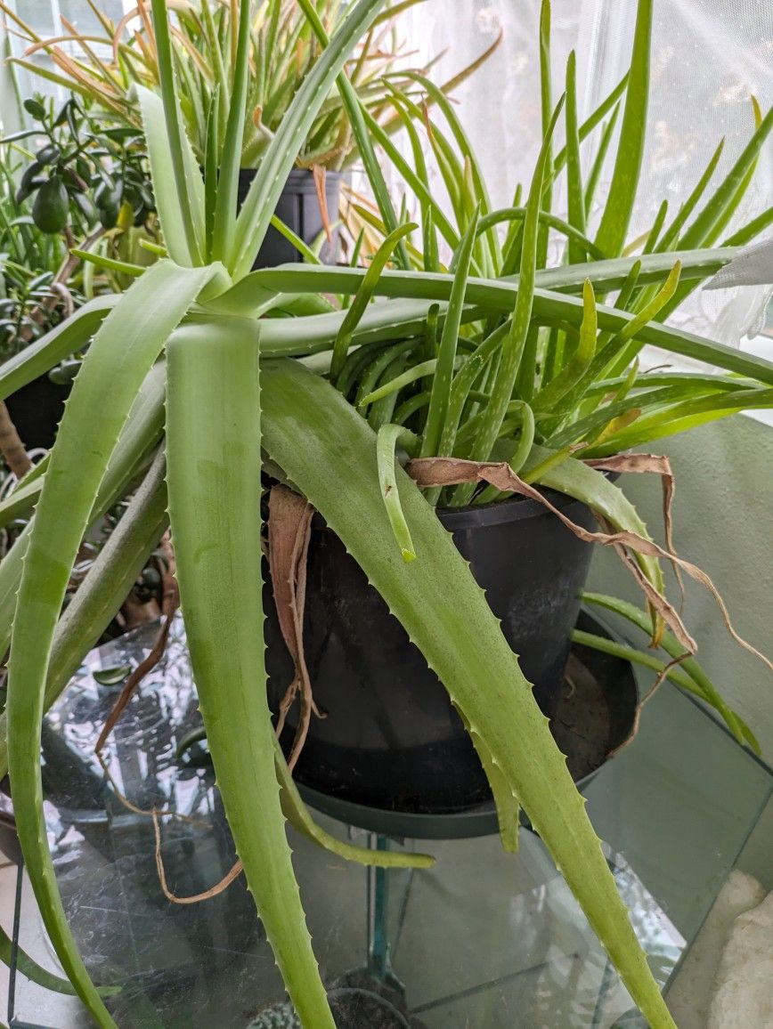 Aloe Vera Plants