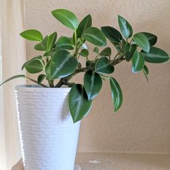 Healthy Beautiful Indoor Plant(Large Peperomia)