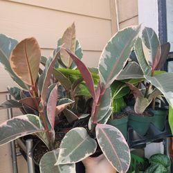 Rubber Plants