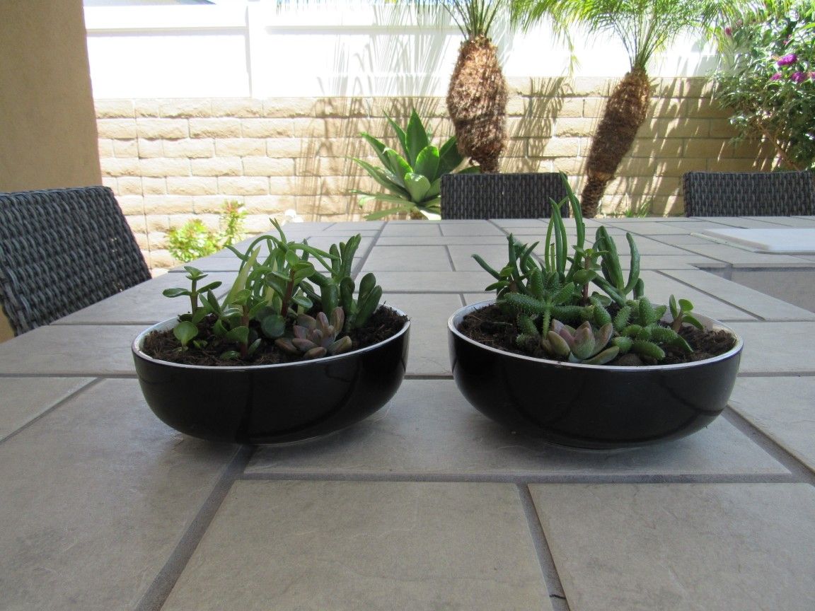 Pair Of Black White Rim Garden Pots With Succulents