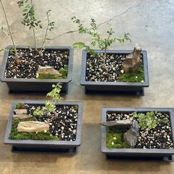 Bonsai Tree Planting Chinese Elm Petrified Wood Moss Penjing Houseplant