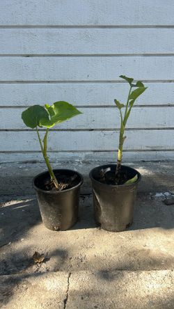 Acuyo / Yerba Santa Plant  