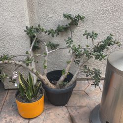Large Jade