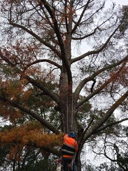 Landscape And Tree Work