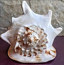 Giant  Antique Queen Cronch Seashell