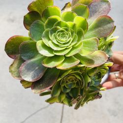 Aeonium Halloween Variegated Imported