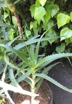 Aloe Vera plant in pot great plants for green ground cover drought tolerant fire resistance deer resistance decorative have red flowers