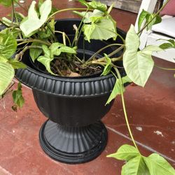 Natural Plant And Pot 