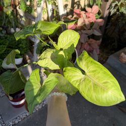 Syngonium 4” pot Many Leaves!