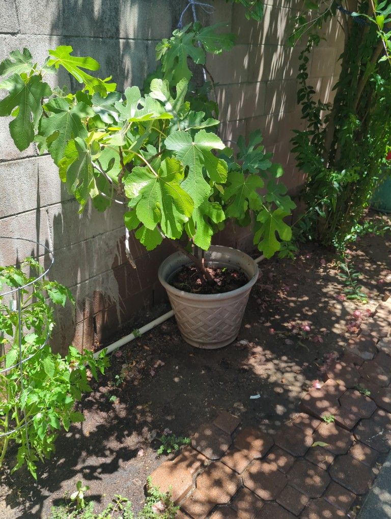 Purple Fig